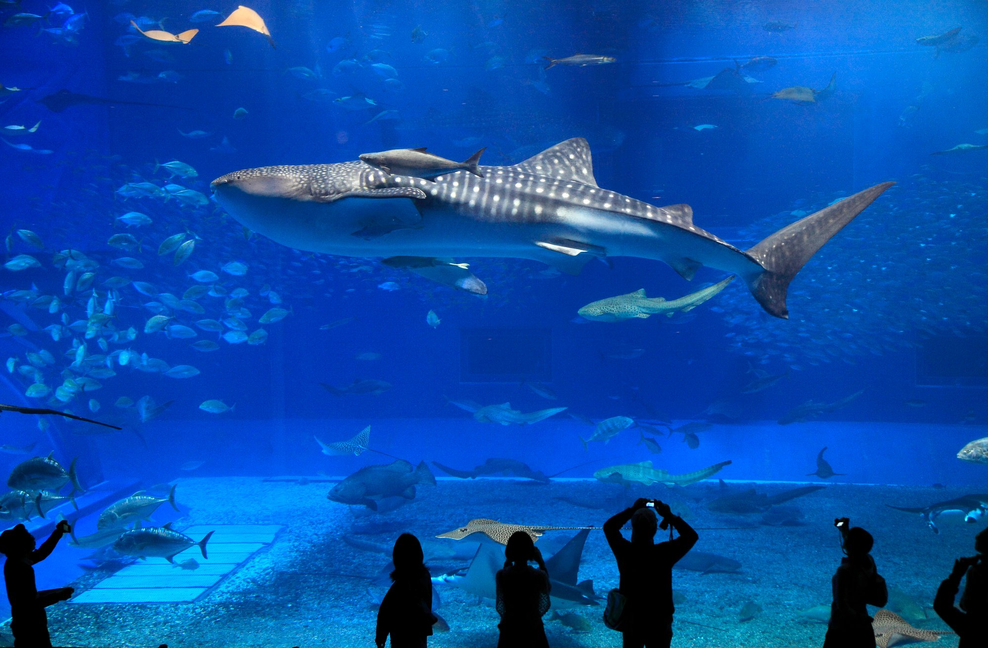 Okinawa-Churaumi-Aquarium